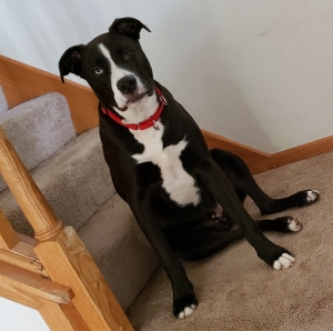 Prancer, head of ChristieLegal security, looking bad ass