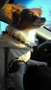 Our dog Belle in the car in 2014 Our dog Belle in the car in 2014